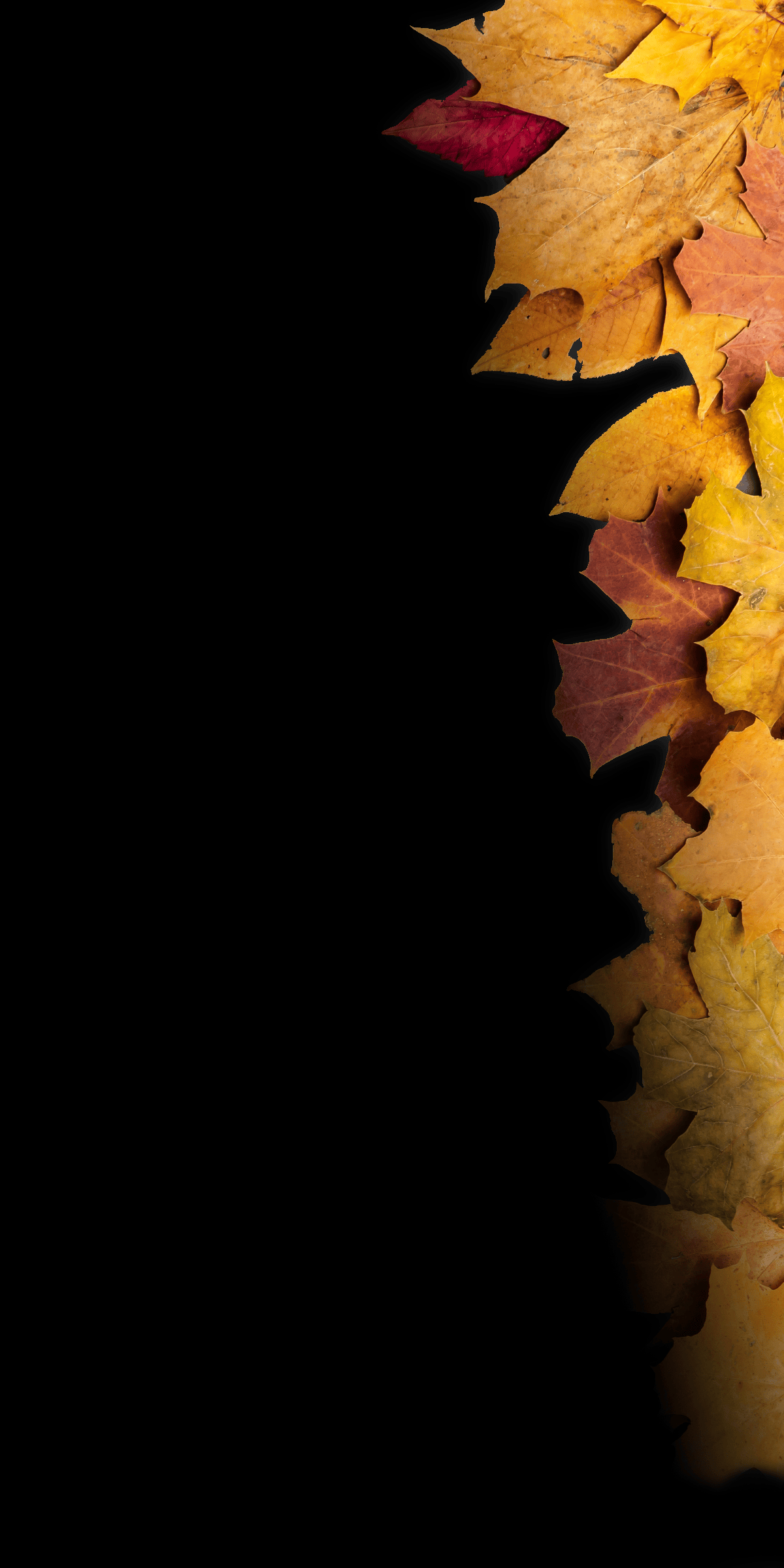 Autumn Leaves