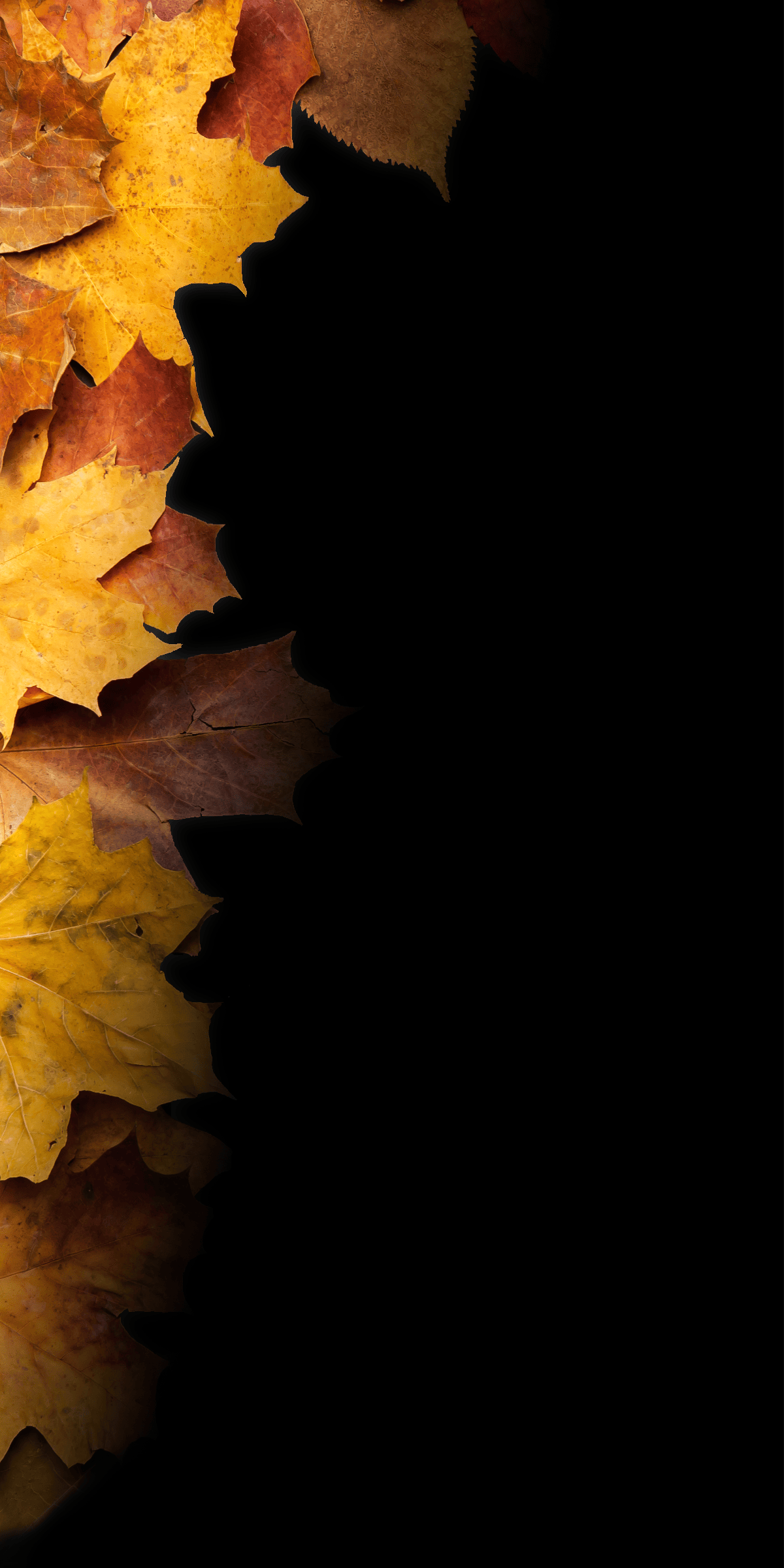 Autumn Leaves